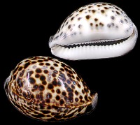 Tiger Cowrie - Click For Larger View