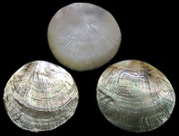 Polished Blacklip Oyster  - Click For Larger View