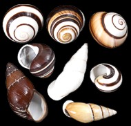 Assorted Land Snails - Click For Larger View