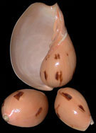 Indian  Melon Shell - Click For Larger View