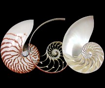 3 Section Nautilus set - Click For Larger View