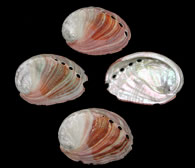 Ruff Red Abalone - Click For Larger View