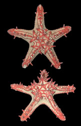Linki Starfish - Click For Larger View