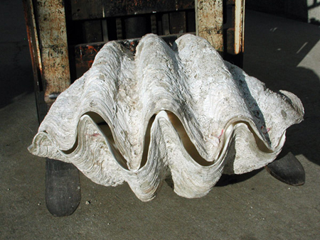 giant oyster shell