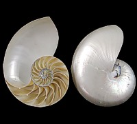 Nautilus Sections Pairs & Three Sections all cleaned and polished to ...