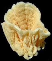 Florida Sponges All Sponge Silk Glove Vase Bath Coral