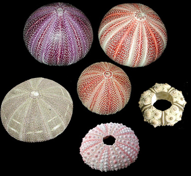 Sea Urchins Starfish Sea Shells Quality Sea Shell Rare Seashell