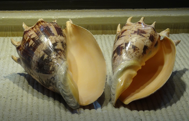 Imperial Volute Sea Shell, Sea Shells, Seashell, Seashells