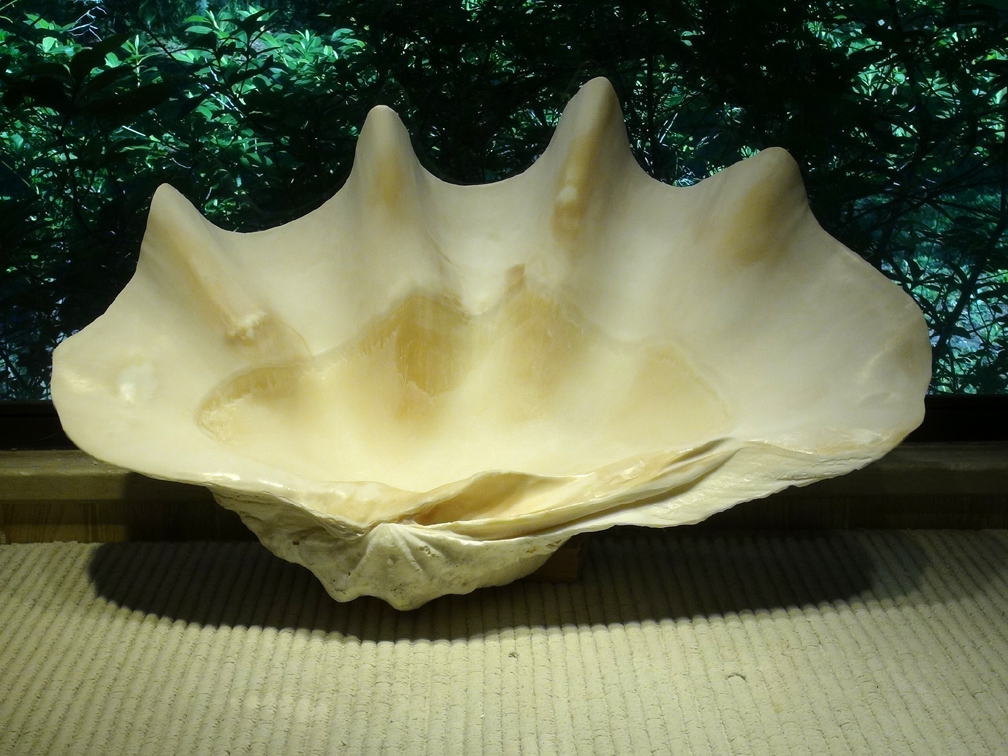 giant oyster shell