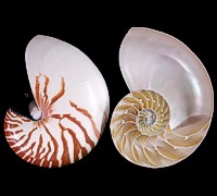 Nautilus Sections Pairs & Three Sections all cleaned and polished to ...